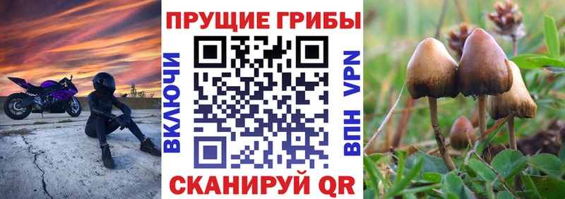 Галлюциногенные грибы Psilocybine cubensis  ОМГ ОМГ сайт  Заречный 